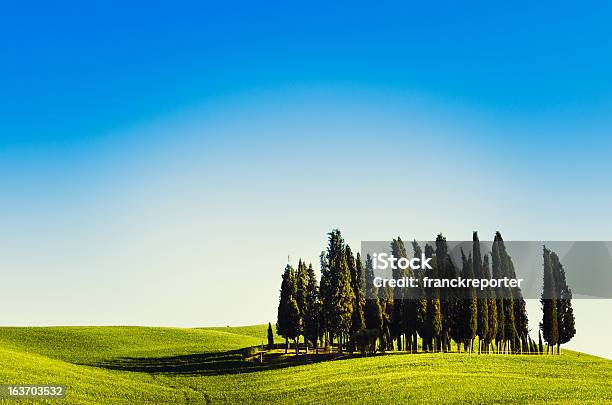 Cipresso In Toscana Paesaggio - Fotografie stock e altre immagini di Albero - Albero, Ambientazione esterna, Cereale