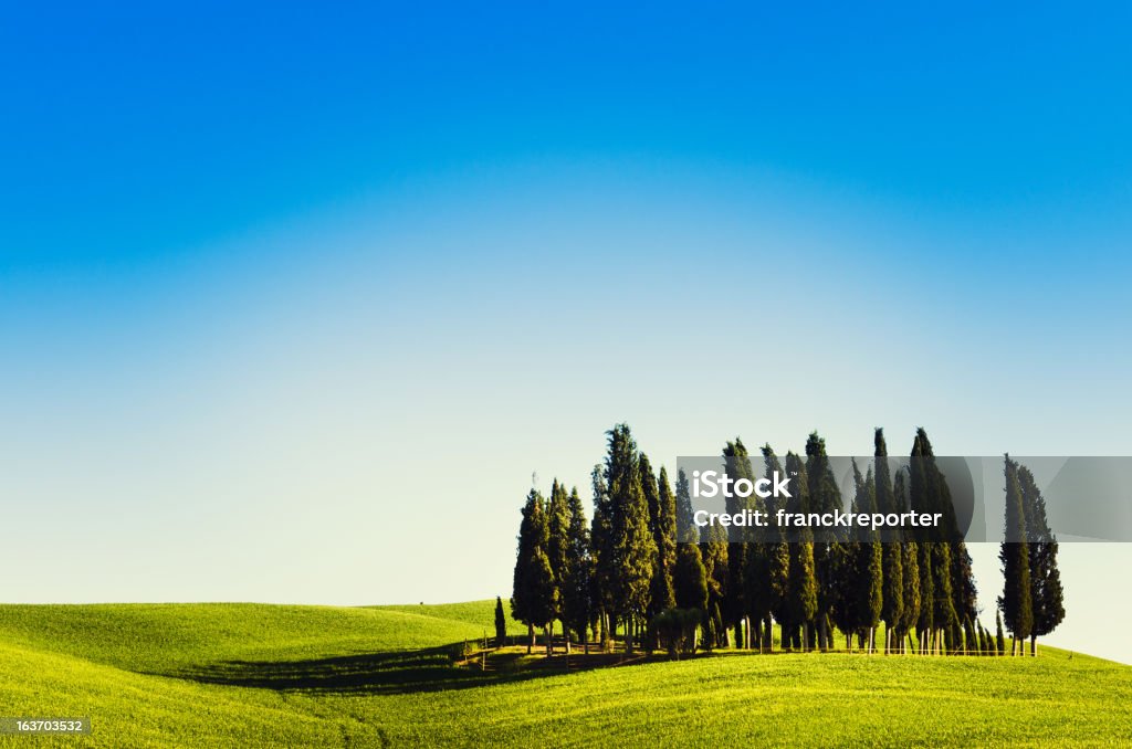 Cipreste na paisagem Toscana - Royalty-free Ao Ar Livre Foto de stock