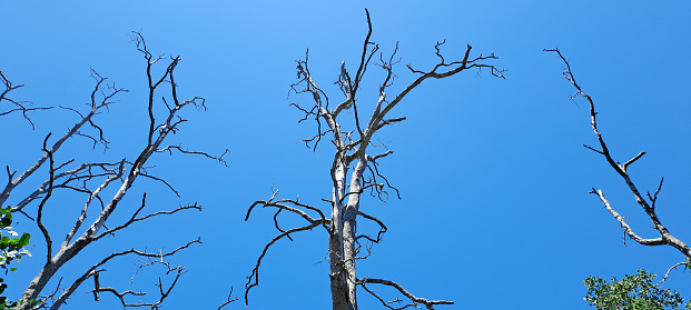 dead mangrove trees against a blue sky background