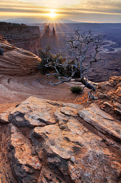 canyonlands sunrise paysage avec arbre sec - arid climate travel destinations canyon dawn photos et images de collection