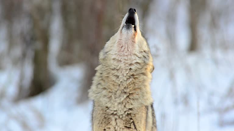 Howl of a wolf