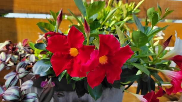 istock Red flowers blooming in the summer  time 1637073586