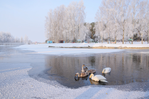 The swans floating among ice on winter morning