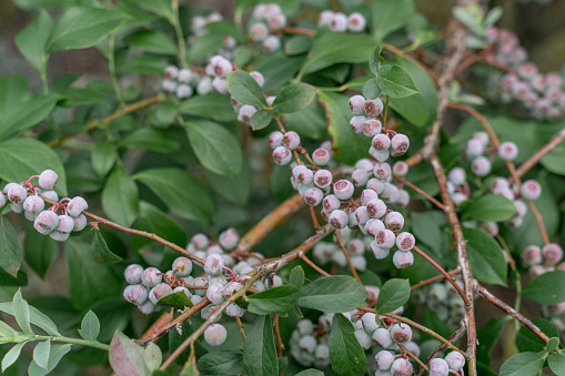 The blueberry tree is covered with unripe blueberries