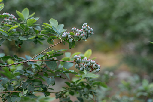 The blueberry tree is covered with unripe blueberries