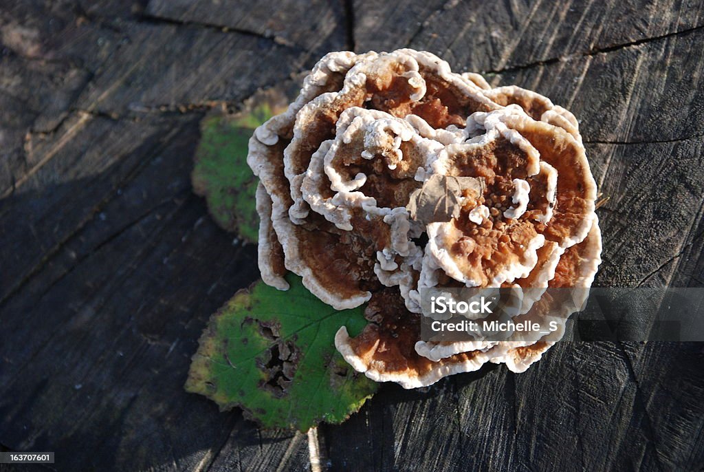 Турция хвост Гриб (Trametes versicolor) - Стоковые фото Bracket Fungus роялти-фри