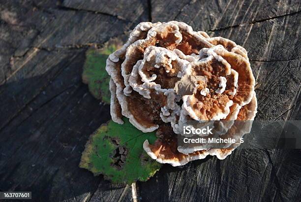 Турция Хвост Гриб — стоковые фотографии и другие картинки Bracket Fungus - Bracket Fungus, Без людей, Горизонтальный