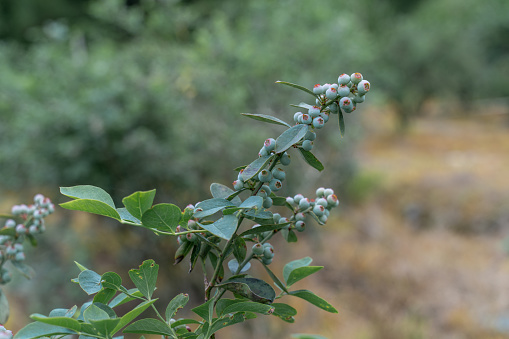 Unripe blueberries in the orchard