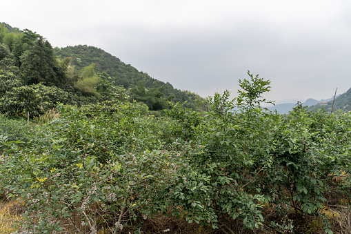 Blueberry trees in blueberry plantation