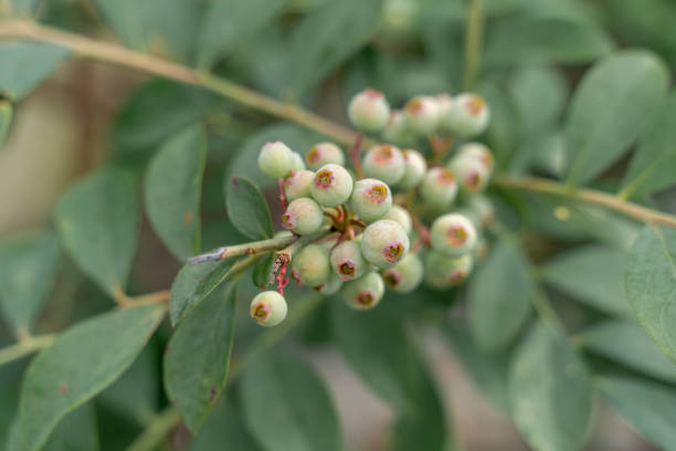 Unripe blueberries on blueberry trees