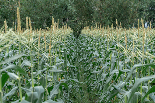 Unripe corn crops in the fields