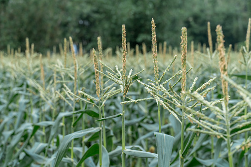 Unripe corn crops in the fields