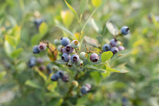 Unripe blueberries on blueberry trees