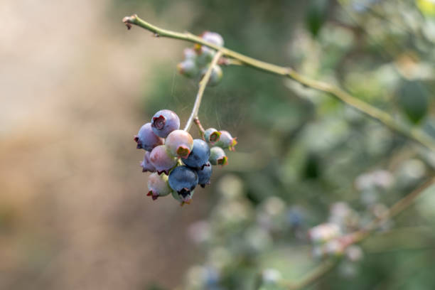 Unripe blueberries on blueberry trees