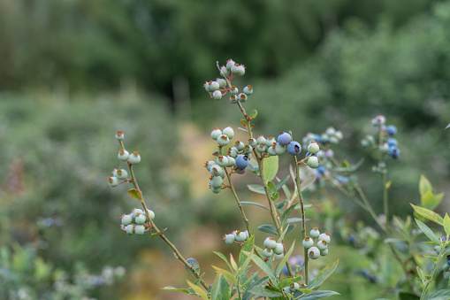 Unripe blueberries in the orchard