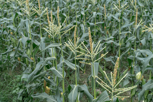 Unripe corn crops in the fields