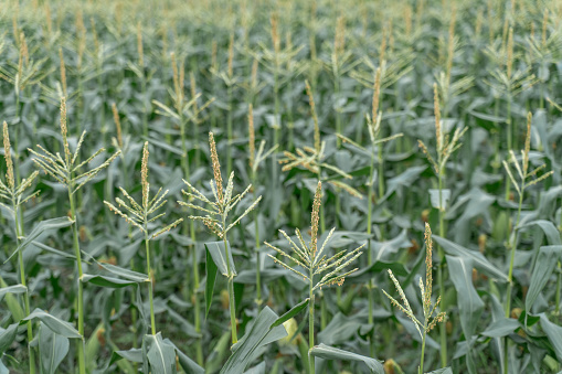 Unripe corn crops in the fields