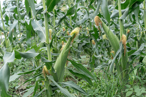 Ripe corn in the field