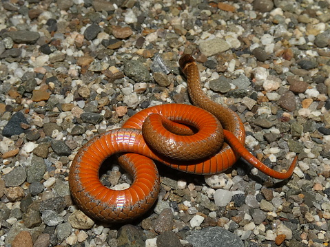 This northern red bellied snake was photographed on the side of the road late at night in Maine