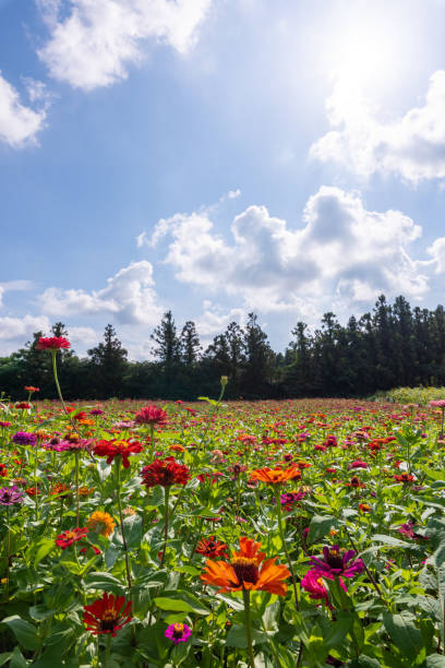 istock beautiful flower garden 1637127452
