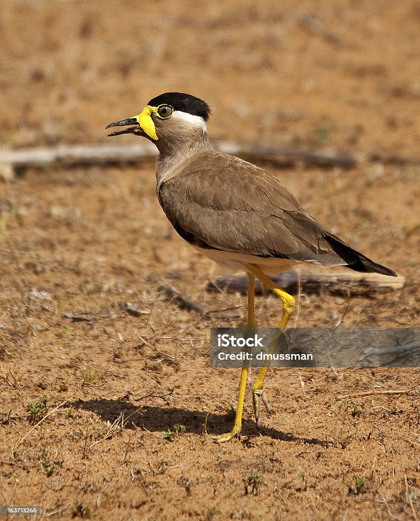 黄色 wattled タゲリ片足立ち - さえずりのロイヤリティフリーストックフォト