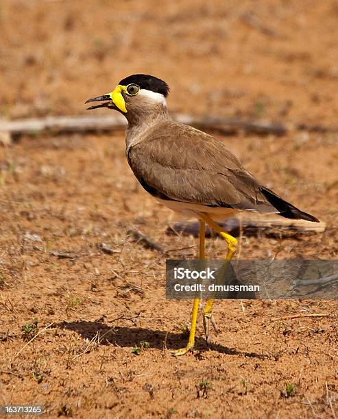 黄色 Wattled タゲリ片足立ち - さえずりのストックフォトや画像を多数ご用意 - さえずり, オウカンゲリ, スリランカ