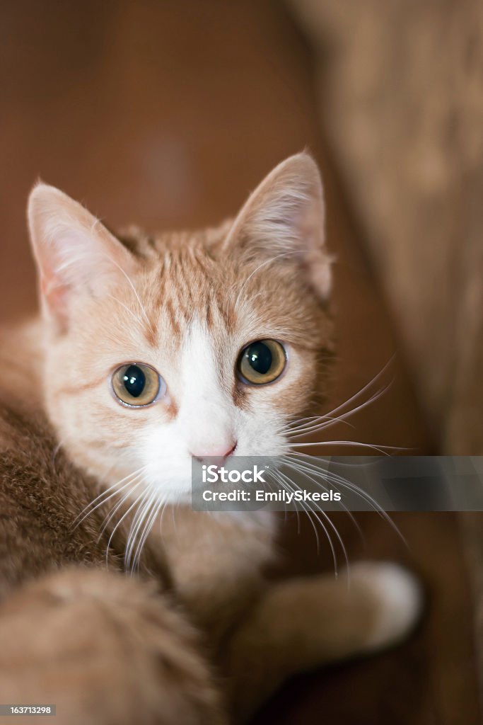 Ocultar joven orange cat con cara blanca - Foto de stock de Animal libre de derechos