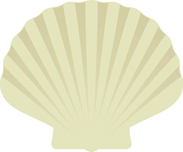 Scallop Shell Scallop Shell design element. scallop stock illustrations