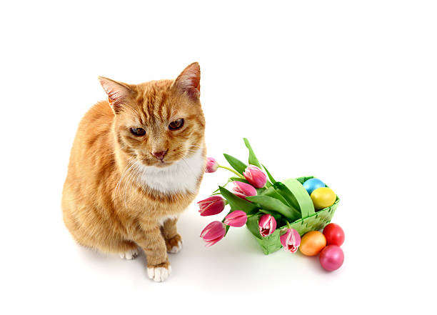 istock cat with basket bunch pink tulips and eggs 163714711