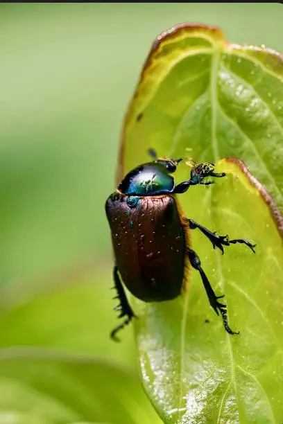 Photo of Beetle on green leaf returning on a fresh day after rain