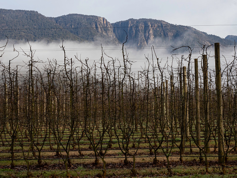 Winter apple orchard with Mount Buffalo in the back ground, Victoria's High Country