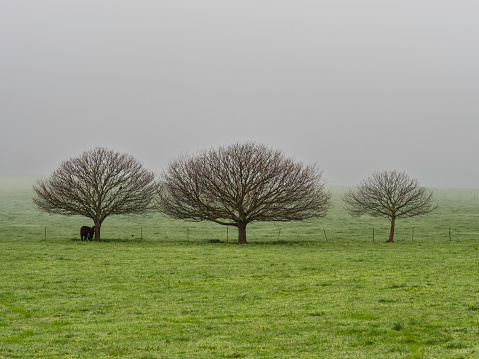A cow standing under a bare tree on a foggy morning