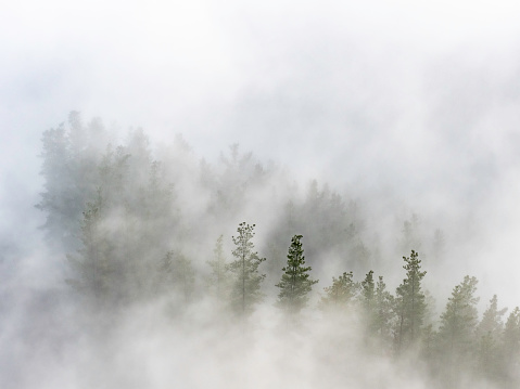 Pine trees surrounded by cloud in the High Country Victoria