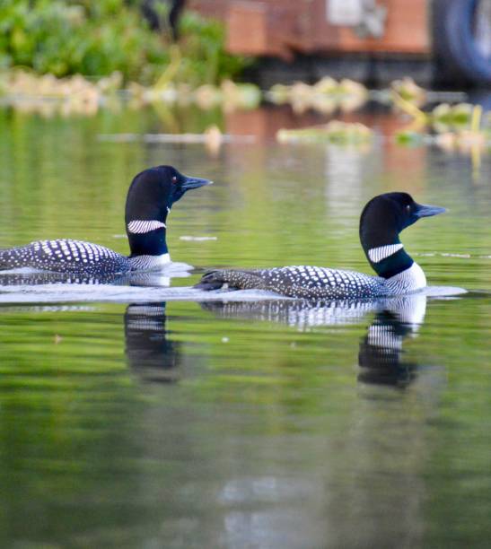 istock Loon pair on Lake Wallace in Wasilla, Alaska 1637158001