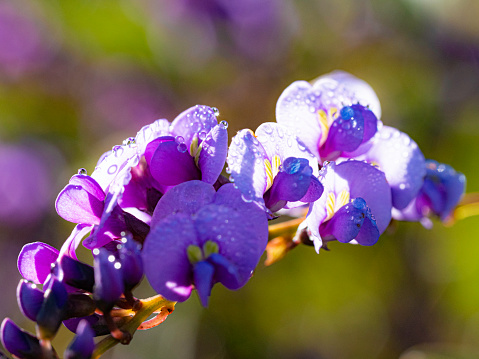 Macro of purple flowers covered in rain drops