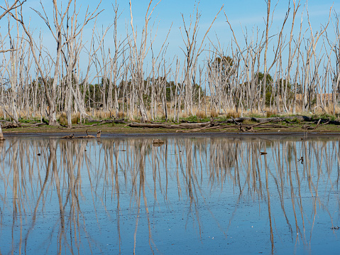 Stillness in the morning light Winton Wetlands Victoria Australia