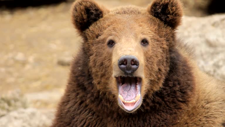 Bär