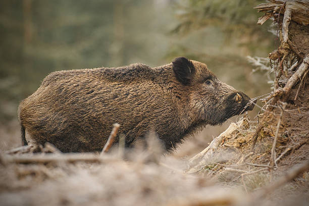 Wild boar in frosty forest – Foto