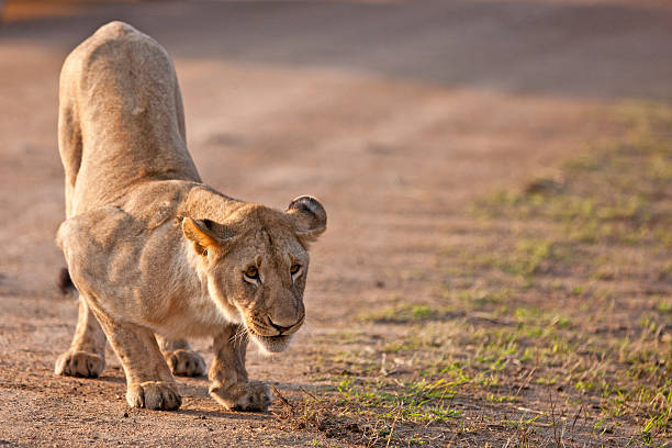 istock Lioness in the Maasai Mara 163716617