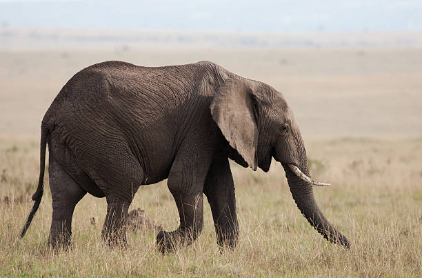 istock African elephant in the Maasai Mara, Kenya 163717224