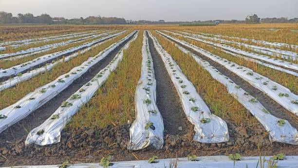 Plantation in the Mulch Plastic Film (Mulching).