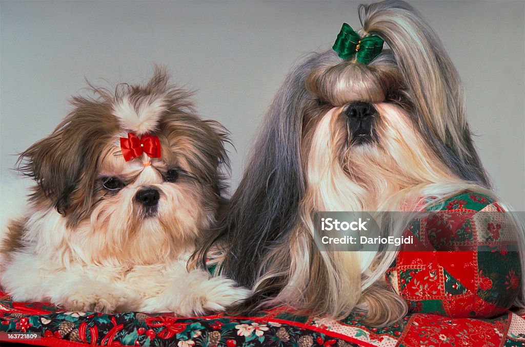 Animali cane shih tzu - Foto stock royalty-free di Animale