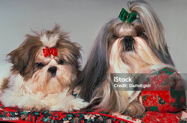 Animali Cane Shih Tzu - Fotografie stock e altre immagini di Animale - Animale, Cagnolino da salotto, Cane