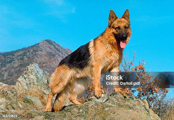 Animali Cani Pastore - Fotografie stock e altre immagini di Pastore Tedesco - Pastore Tedesco, Stare in piedi, Animale