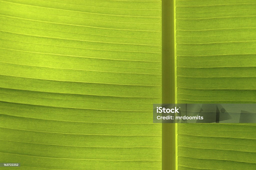 Hoja de Tropical - Foto de stock de Asimétrico libre de derechos