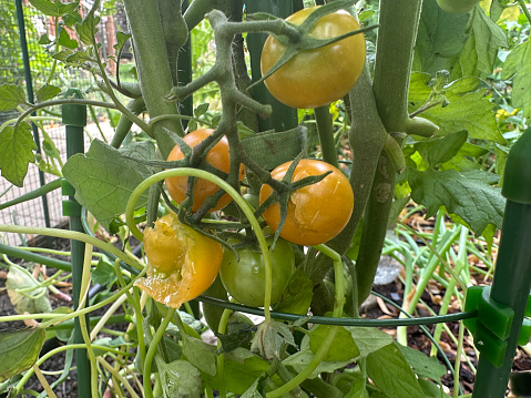 Partially eaten yellow cherry tomato in a garden.