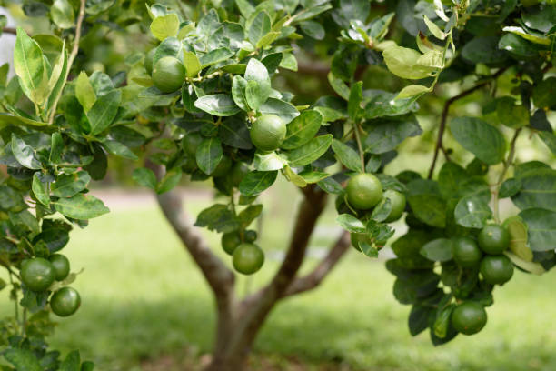 istock Fresh lemons in the organic garden 1637225597