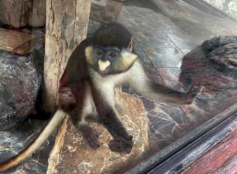 a photography of a monkey sitting on a rock in a zoo, guenon monkey sitting on a rock in a glass enclosure.