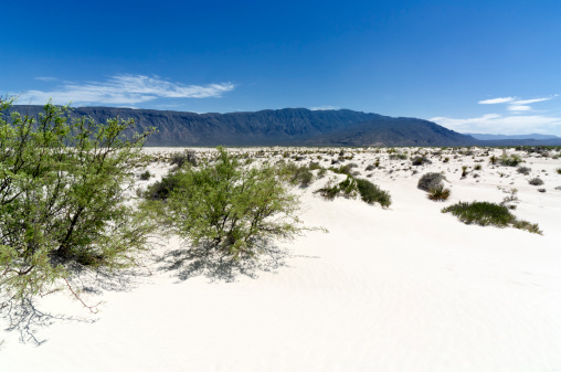A white desert, made entirely from gypsum sand in the nature reserve area Cuatro Cienegas (Eng: Four marshes) in the north of Mexico. Mesquite (Prosopis) trees hold the sand together with their enormous root system and form little hills.
