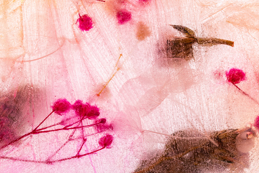 Picture of dried flowers on ice.
